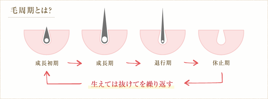 毛周期とは？